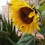 The Roses Garden Bed & Breakfast La Maddalena (Sassari)