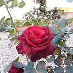 Bed & Breakfast The Roses Garden
