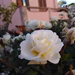 Bed & Breakfast The Roses Garden 3*