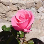 Bed & Breakfast The Roses Garden 3*