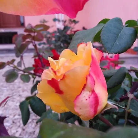 The Roses Garden Bed & Breakfast *