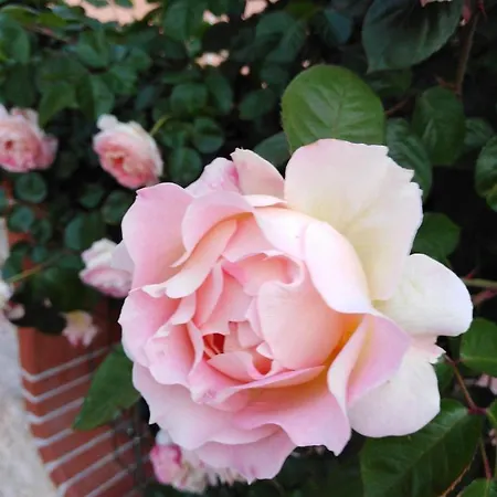 The Roses Garden * La Maddalena (Sassari)