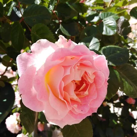The Roses Garden Bed & Breakfast
