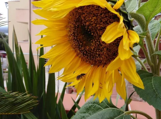 The Roses Garden Bed & Breakfast La Maddalena (Sassari)
