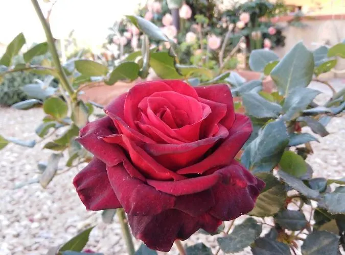 Bed & Breakfast The Roses Garden
