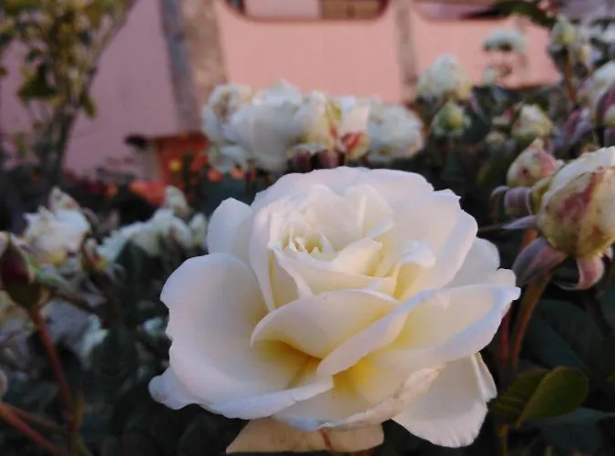 Couette-café The Roses Garden 4*