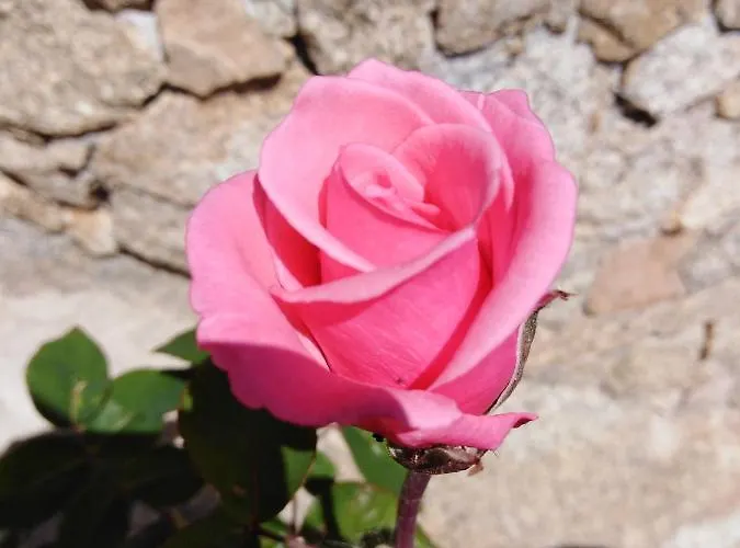 Couette-café The Roses Garden 4*