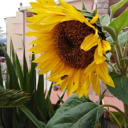 The Roses Garden Nocleg ze śniadaniem La Maddalena (Sassari)