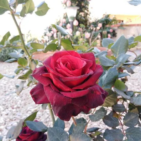 Nocleg ze śniadaniem The Roses Garden