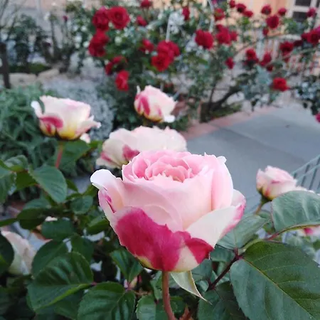 The Roses Garden Nocleg ze śniadaniem