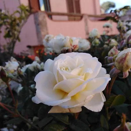 Nocleg ze śniadaniem The Roses Garden 4*