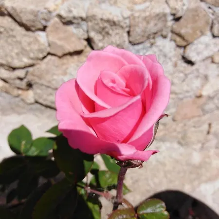 Nocleg ze śniadaniem The Roses Garden 4*