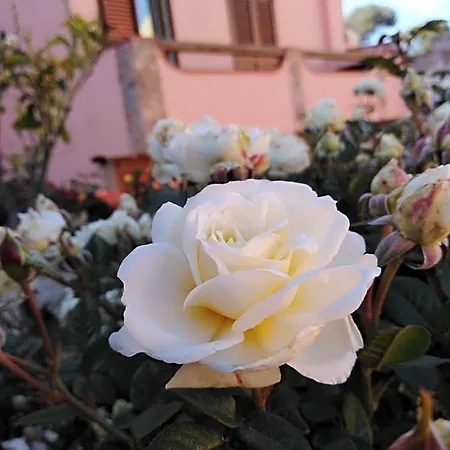 The Roses Garden Nocleg ze śniadaniem La Maddalena (Sassari)