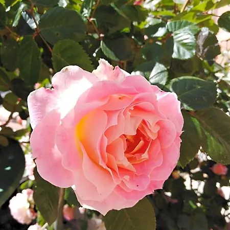 Frühstückspension The Roses Garden