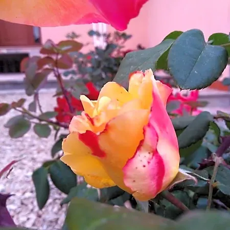 The Roses Garden Frühstückspension 4*
