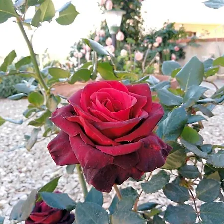 The Roses Garden Frühstückspension La Maddalena (Sassari)
