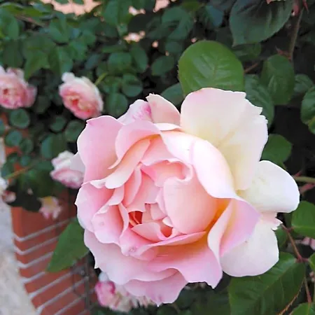 Nocleg ze śniadaniem The Roses Garden La Maddalena (Sassari)