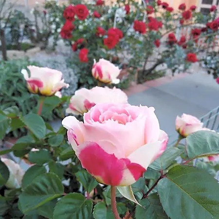 The Roses Garden Nocleg ze śniadaniem 4*