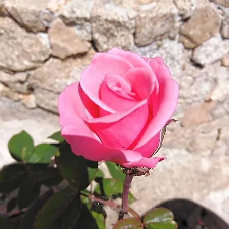 The Roses Garden